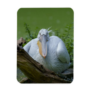 Pelican Serenity A Captivating Gaze Magnet