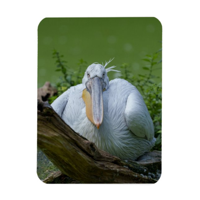 Pelican Serenity A Captivating Gaze Magnet (Vertical)