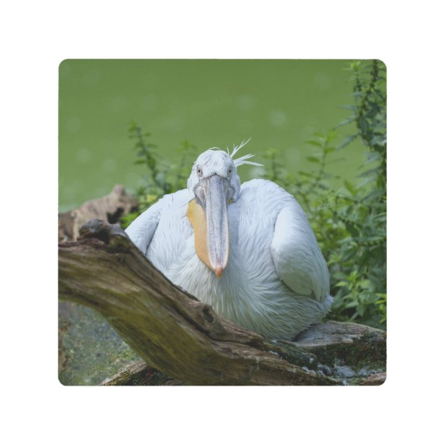 Pelican Serenity A Captivating Gaze Metal Print (Front)