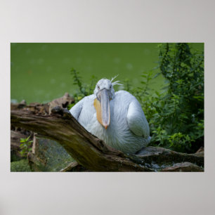 Pelican Serenity A Captivating Gaze Poster