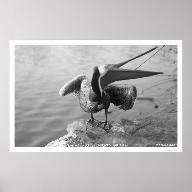 Pelican Showing Off Alaska 1918 Poster (Front)