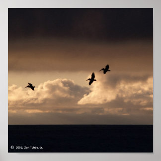 Pelican Sunset Poster