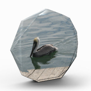 Pelican Swimming in the Water Photo Acrylic Award