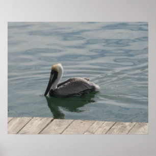 Pelican Swimming in the Water Poster
