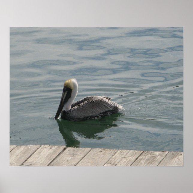 Pelican Swimming in the Water Poster (Front)