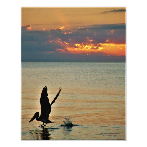 Pelican take off at sunset Gulf Coast Florida Photo Print