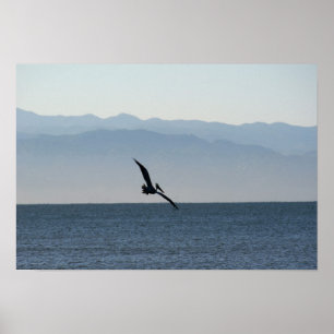 Pelican Turning to Dive Poster