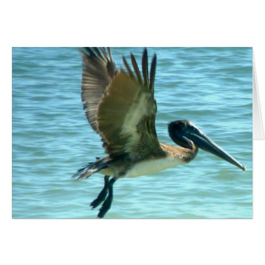 Pelican Watch Cards (Front Horizontal)