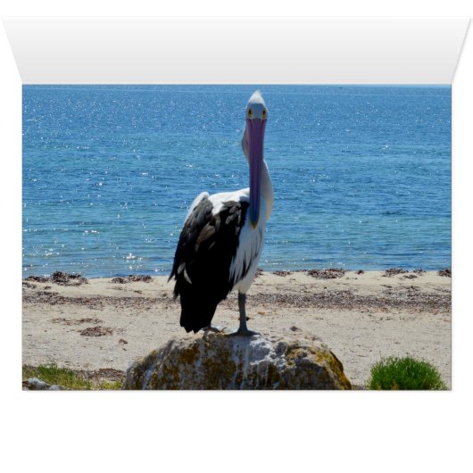 Pelican With The Look, (Inside Horizontal (Bottom))