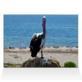 Pelican With The Look, (Inside Horizontal (Top))