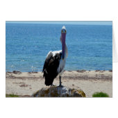 Pelican With The Look, (Front Horizontal)