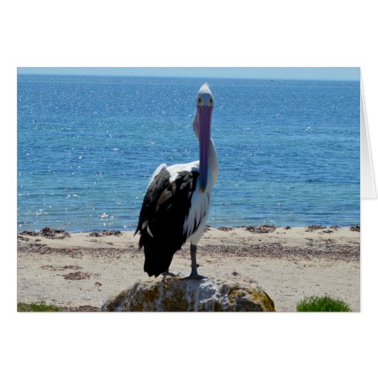Pelican With The Look, (Front Horizontal)