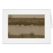 Pelicans (Front Horizontal)