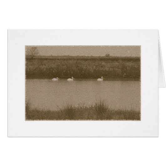 Pelicans (Front Horizontal)