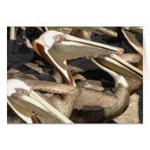 Pelicans (Front Horizontal)