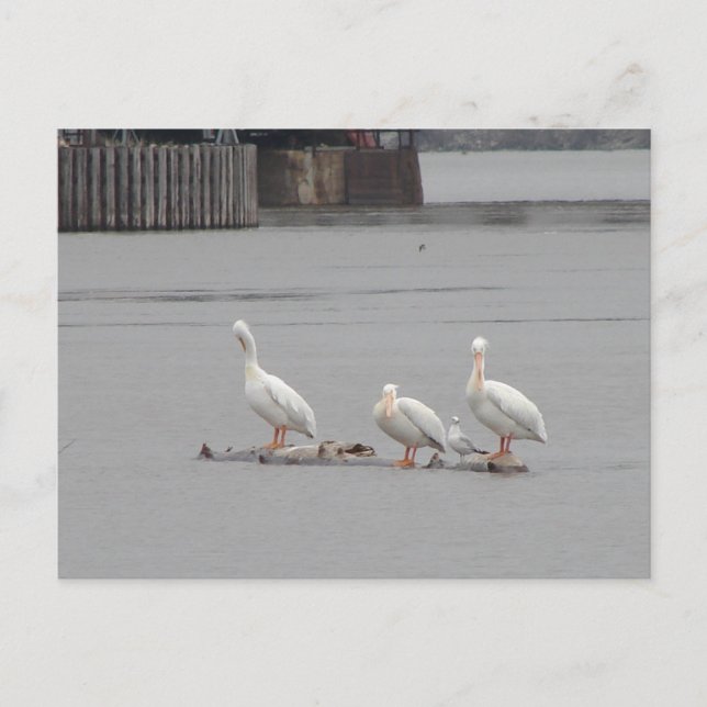 Pelicans and a Seagull Too Postcard (Front)
