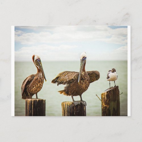 Pelicans and Seagull Postcard