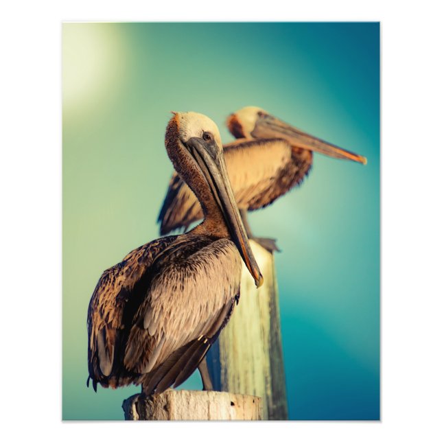 Pelicans at Dawn  Photo Print (Front)