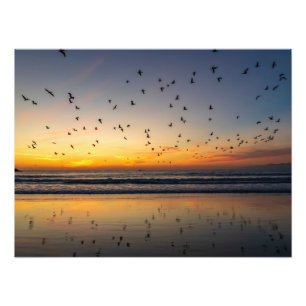 Pelicans at Sunset - Venice Beach, CA Photo Print