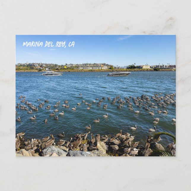 Pelicans Bask In Channel - Marina Del Rey, CA Postcard (Front)