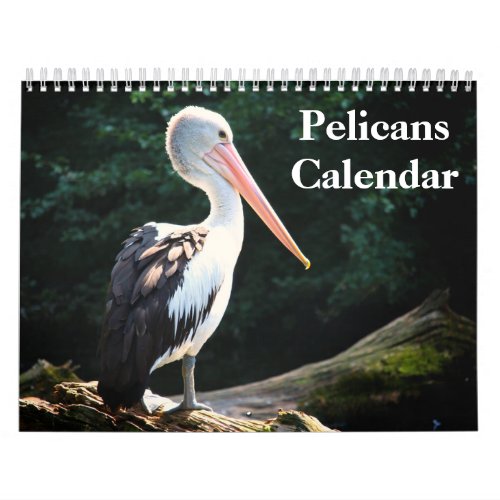 Pelicans Bird 2024 Calendar