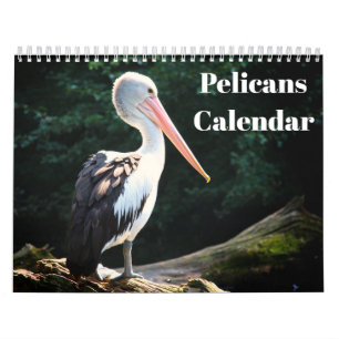 Pelicans Bird 2026 Calendar