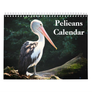 Pelicans Bird 2027 Calendar