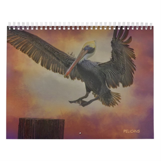 Pelicans Calendar (Cover)