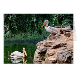 Pelicans Cards