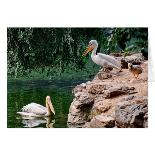 Pelicans Cards (Front Horizontal)