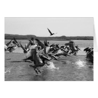 Pelicans Cards