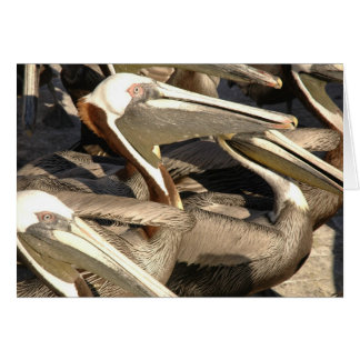 Pelicans Cards