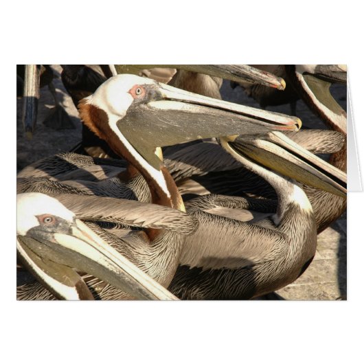 Pelicans Cards (Front Horizontal)