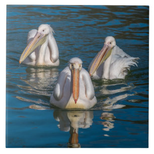 Pelicans close up view ceramic tile