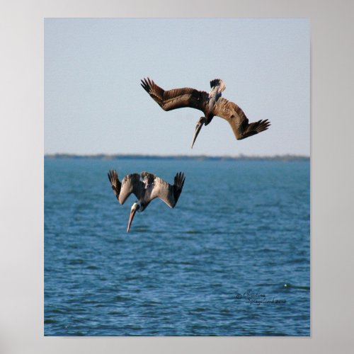 Pelicans diving Poster