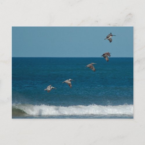 Pelicans flying in formation Costa Rica Postcard