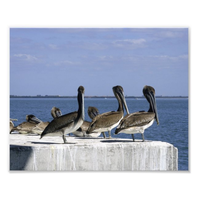 Pelicans in a Row Photo Print (Front)