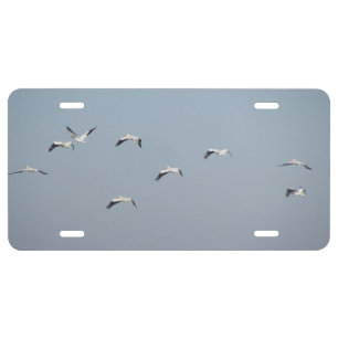 Pelicans in Flight License Plate