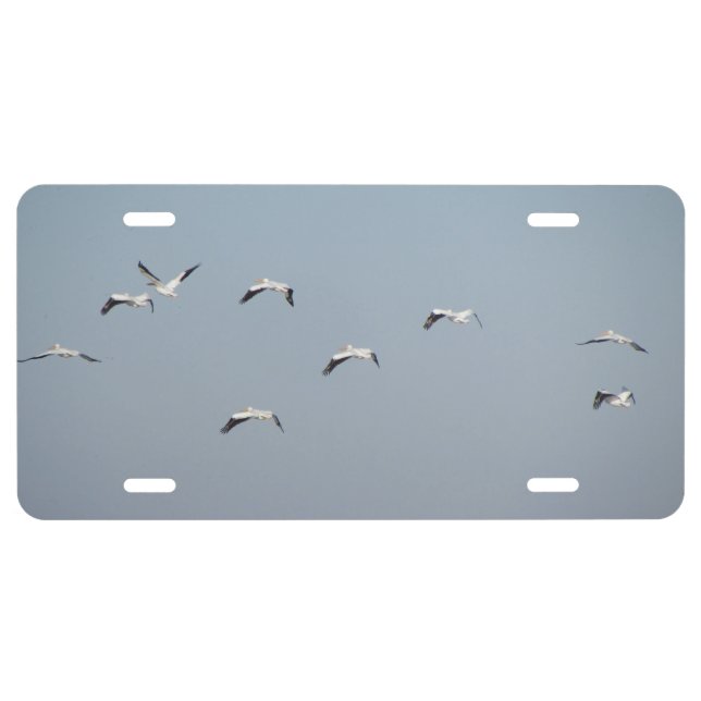 Pelicans in Flight License Plate (Front)