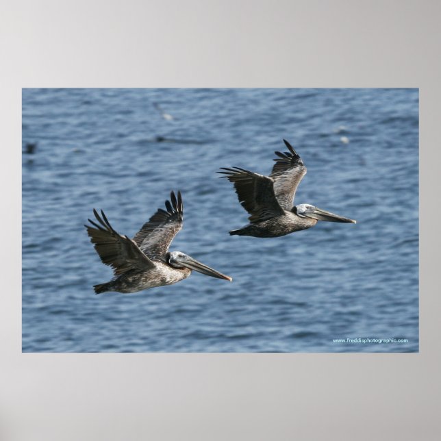 Pelicans in Flight Poster (Front)