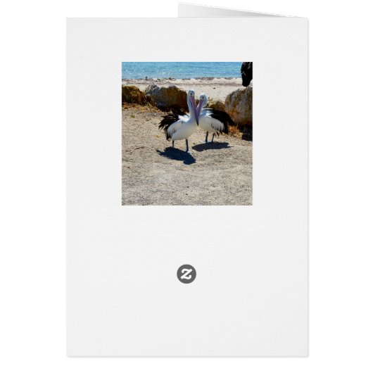 Pelicans In Love, (Back)