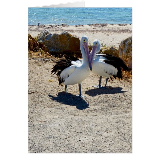 Pelicans In Love, (Front)