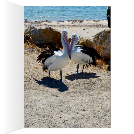 Pelicans In Love, (Inside (Right))