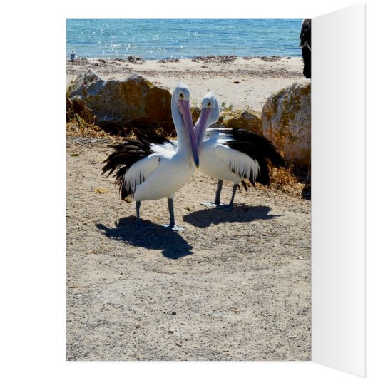 Pelicans In Love, (Inside (Left))