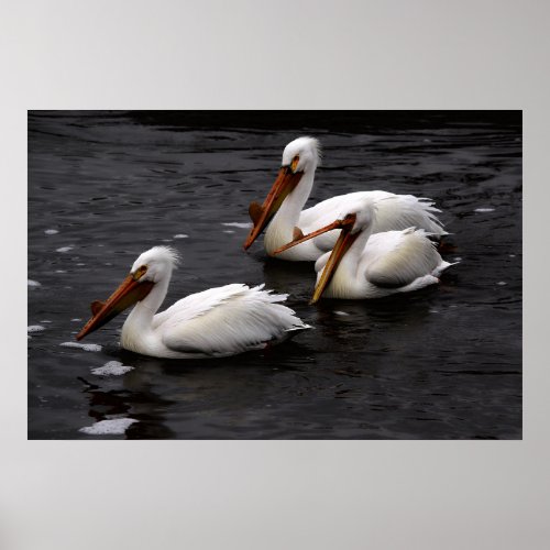 Pelicans in Whitemouth River Manitoba Poster