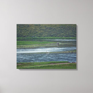 Pelicans Join the Geese Canvas Print