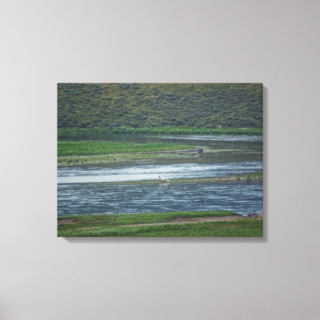 Pelicans Join the Geese Canvas Print (Front)
