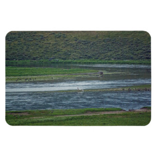 Pelicans Join the Geese Magnet