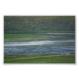 Pelicans Join the Geese Photo Print