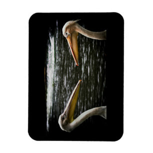 PELICANS LOVERS MAGNET
